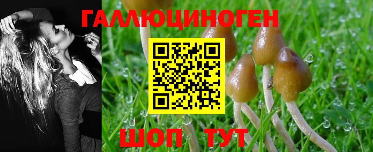 Псилоцибиновые грибы Cubensis Усть-Кут