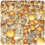 Псилоцибиновые (галлюциногенные)  грибы Psilocybin "Golden Teacher" в Усть-Куте