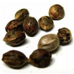 Семена марихуаны АК-47  (Seeds AK-47) в Усть-Куте